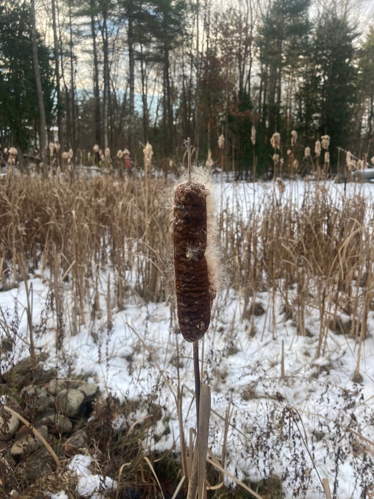 Cattail