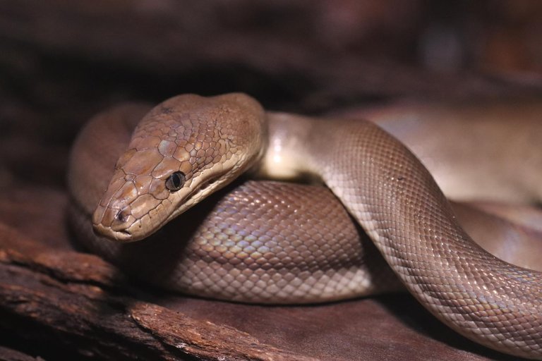 Olive Python