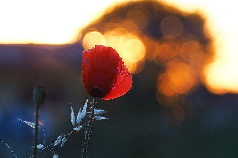 Poppy Season - Part Six