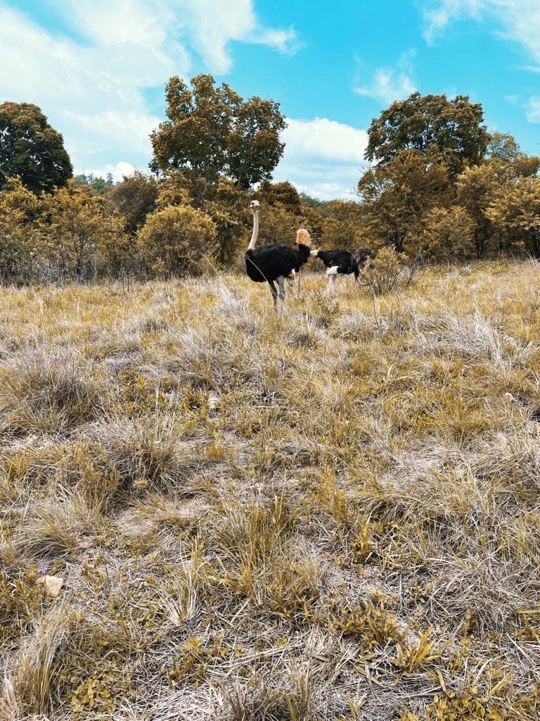 ostrich_2.jpeg