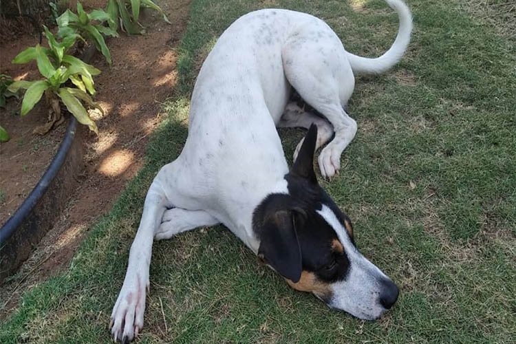 roco_recuperado_4.jpg
