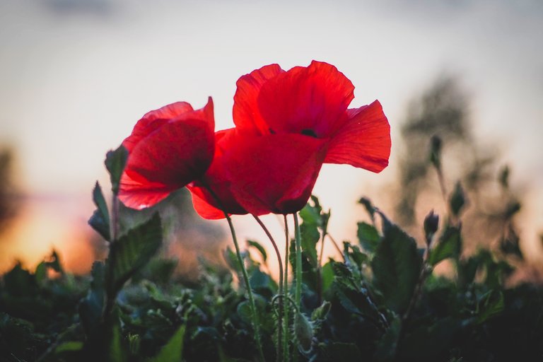 Poppy Season - Part One
