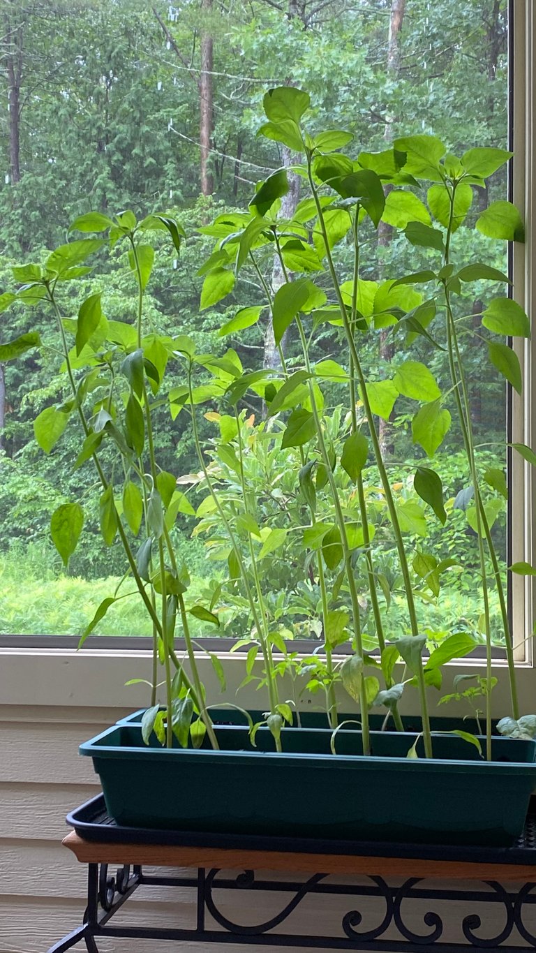 Indoor sunflowers