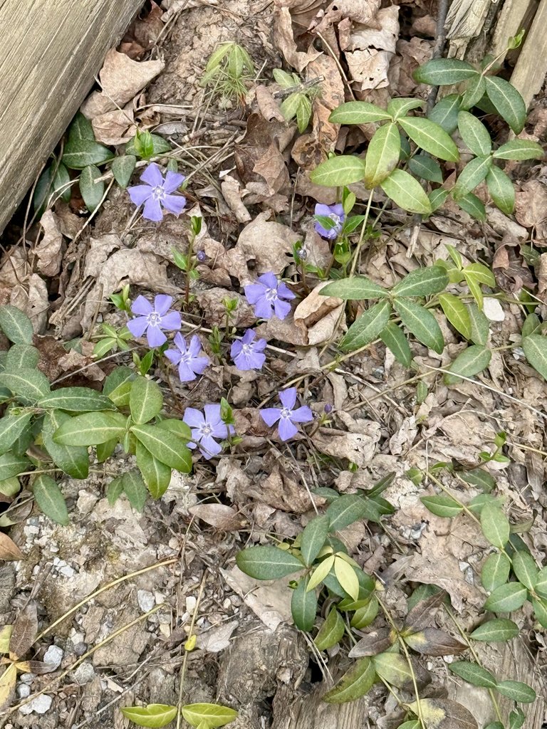 8 tiny purple flowers
