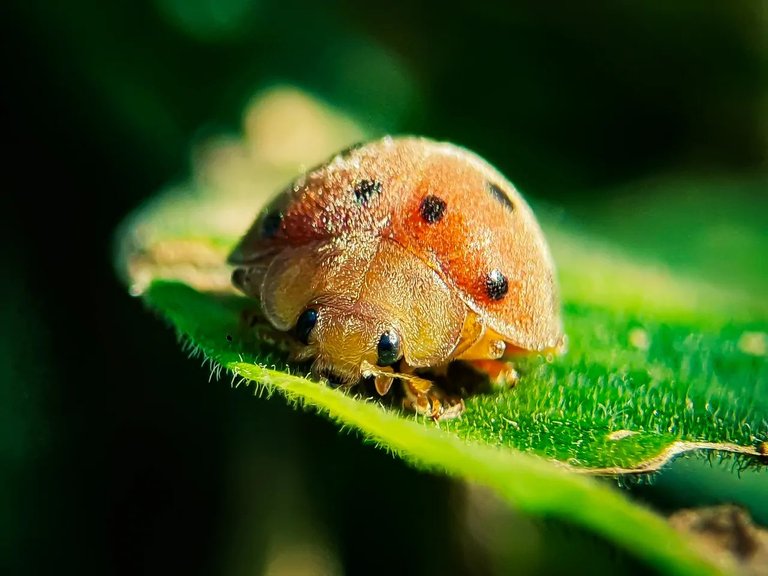 ladybugs_aplouas.jpg