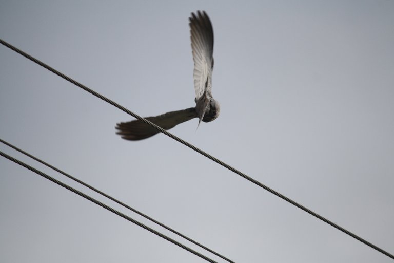 eurasian_collared_dove.jpg