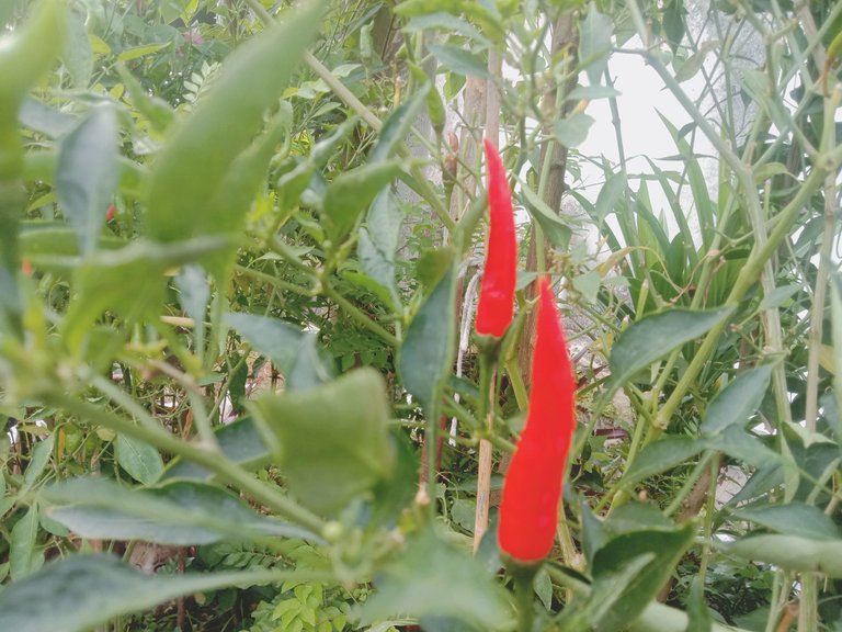Red pepper photography