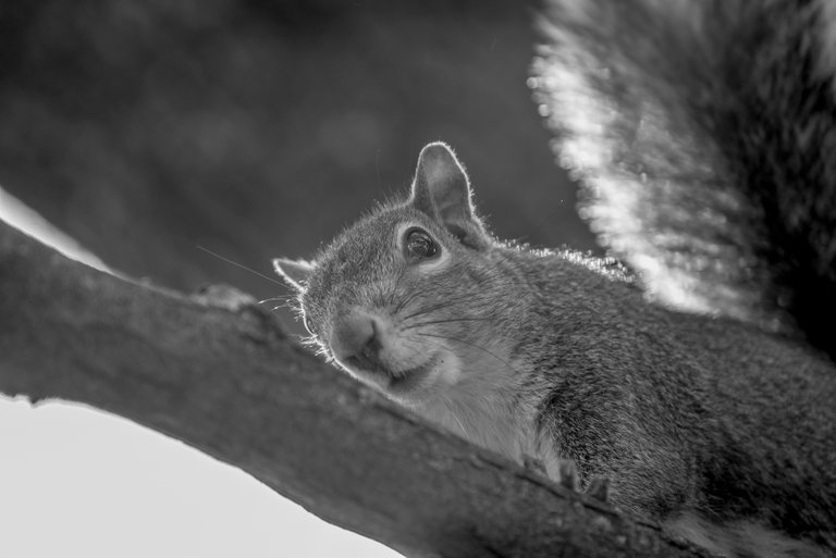 squirrel_1.jpg