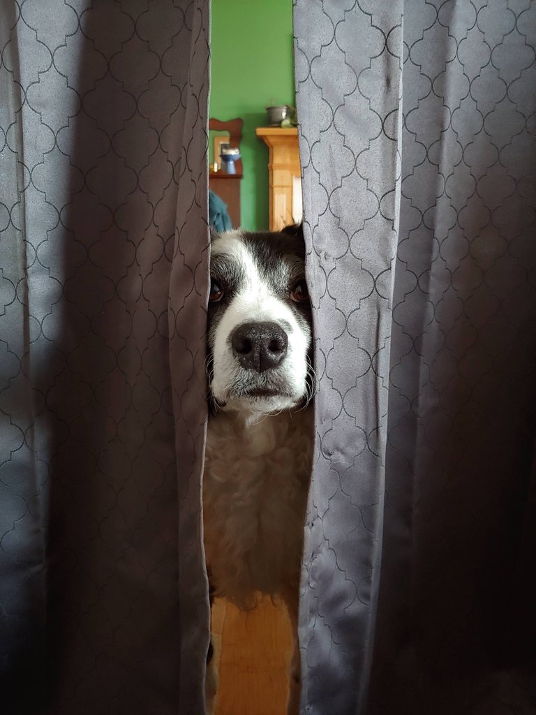 corrie_poking_through_curtain.jpg