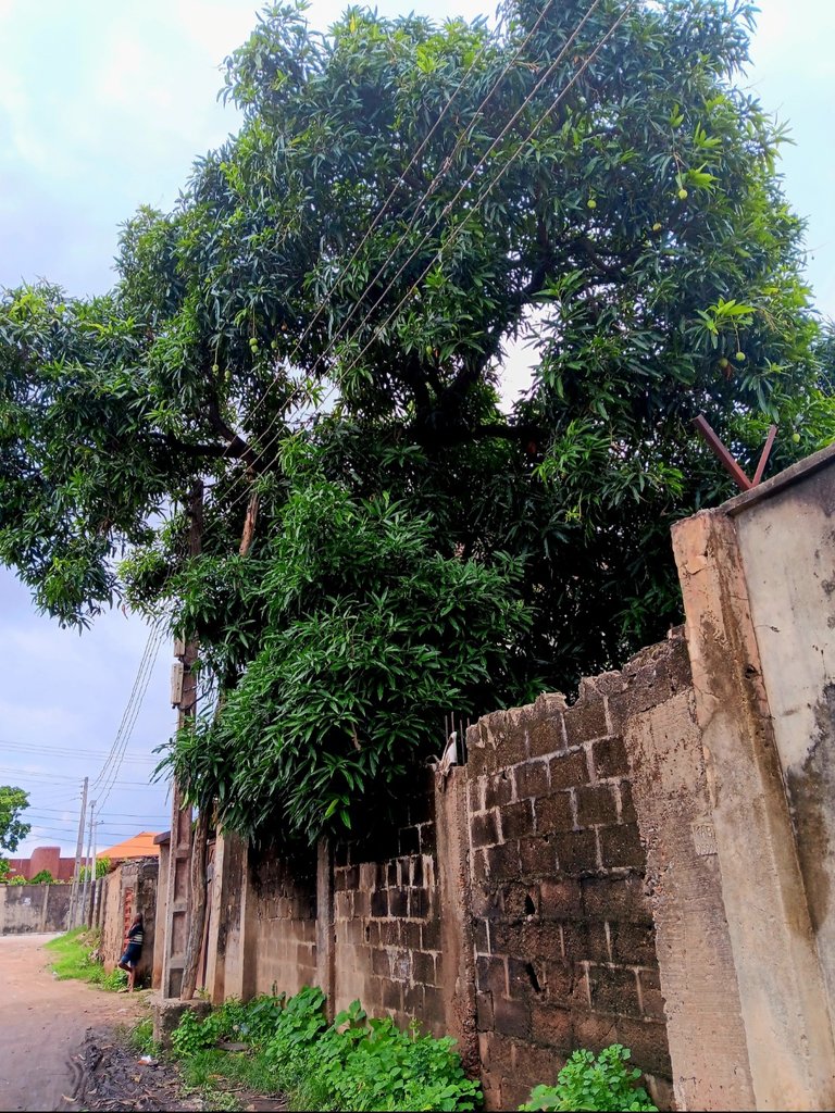 Phone photography contest #65 - Mango Tree