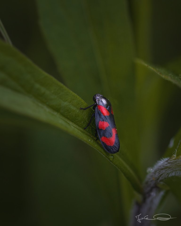 Froghopper - Cercopis Vulnerata