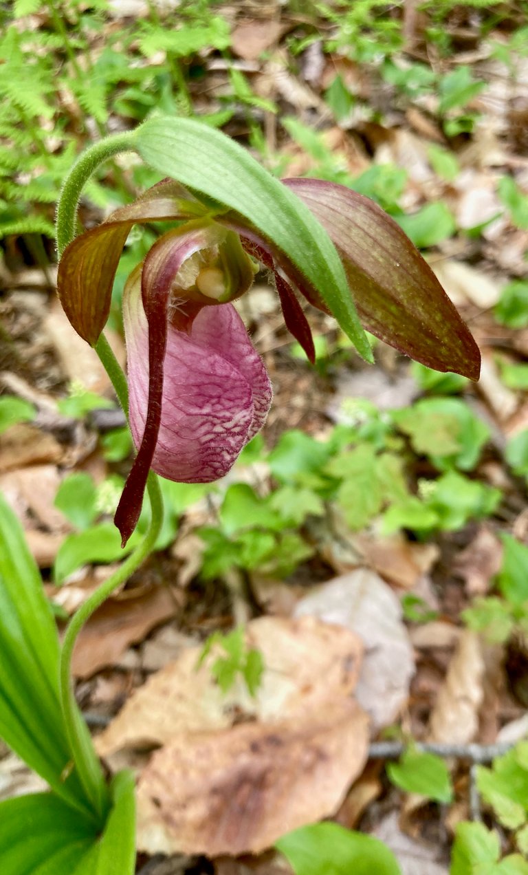 Lady Slipper close