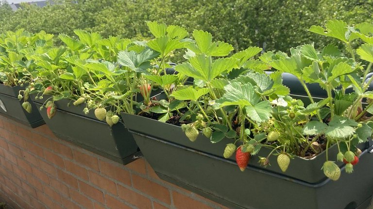 a few hanging strawberry pots