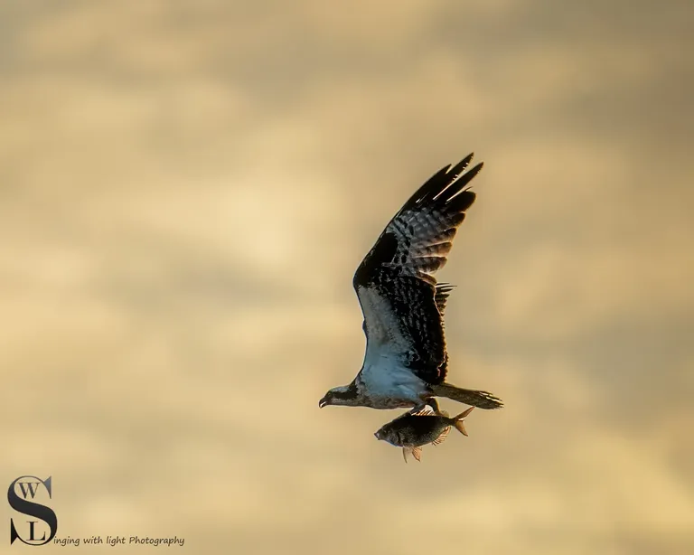 birds osprey-1.jpg