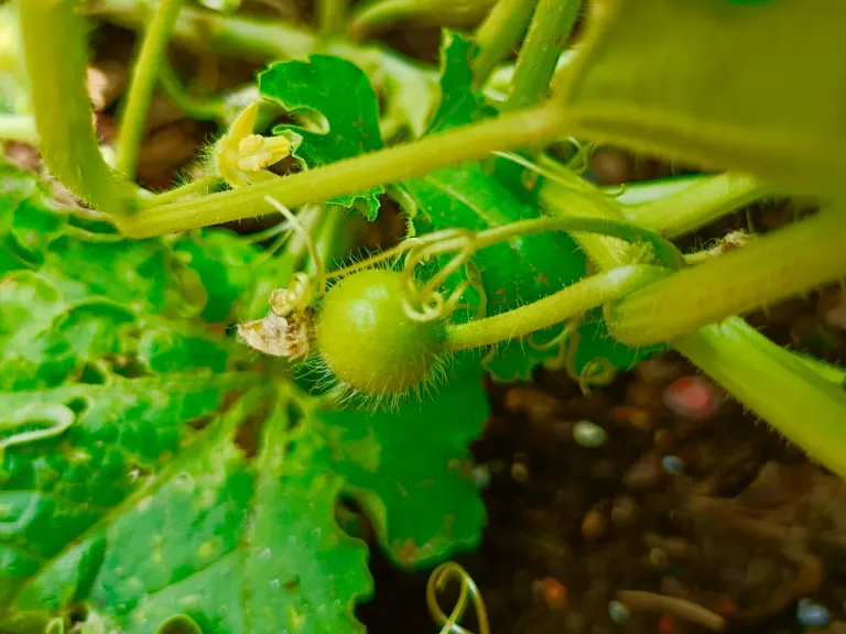 And these fruits are also growing rapidly and right now when I am writing this blog, there are more than a dozen fruits on these vines and many new buds are also blooming. I frankly do not know anything about this vegetable except that my wife makes it very tasty. 😋