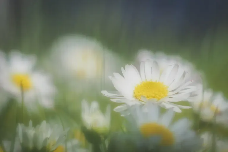 „I perhaps owe having become a painter to flowers.”— Claude Monet