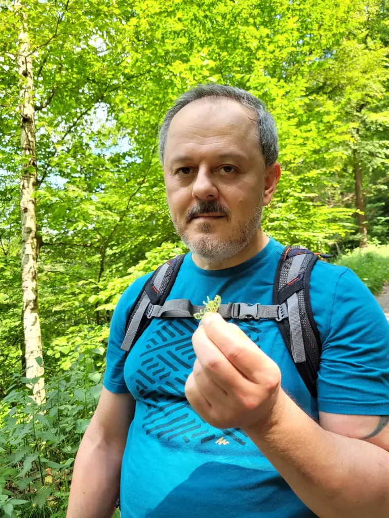 Eating nettle buds