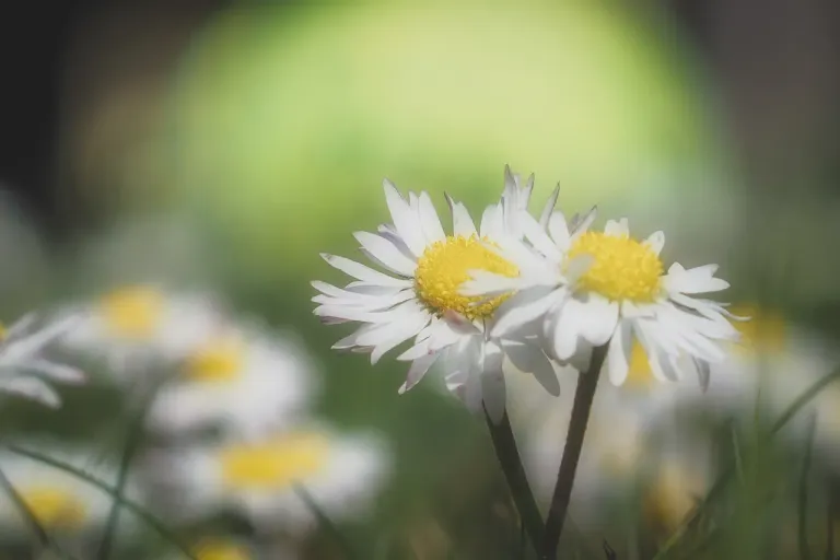 In their simplicity lies a beauty that we often forget to look for.