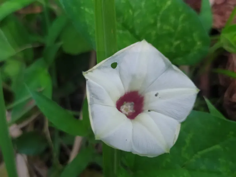 The charm of wild flowers.