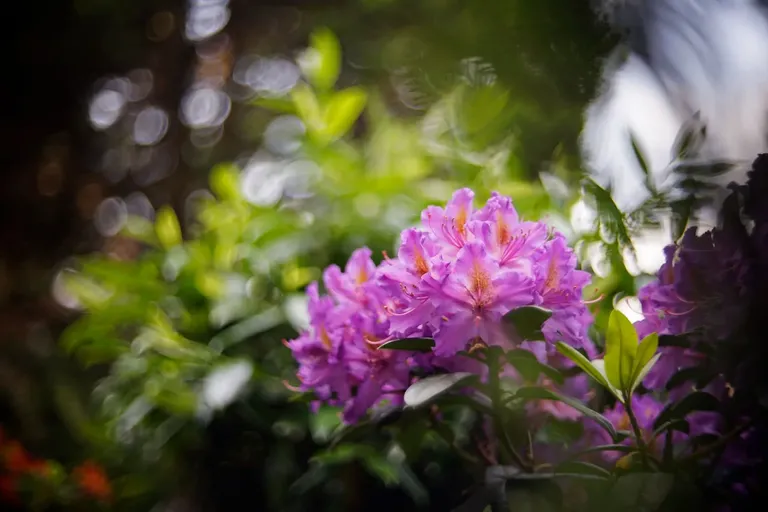 Rhododendron biotar bokeh 1.jpg