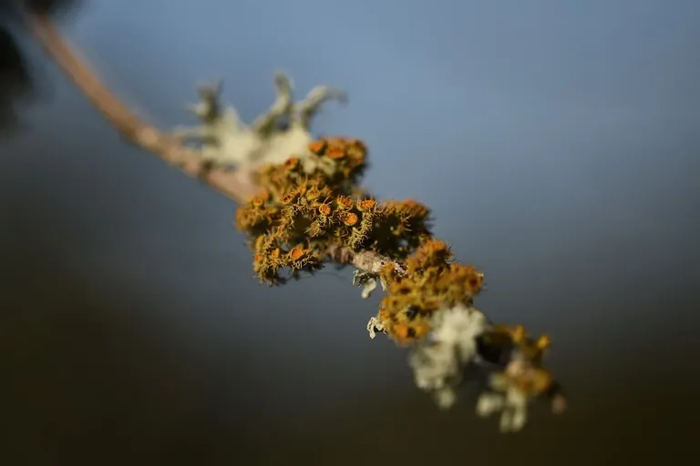 lichen cork 3.jpg