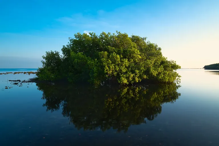 Mangroves