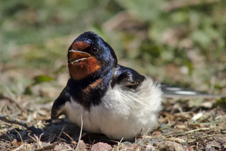 Barn swallow