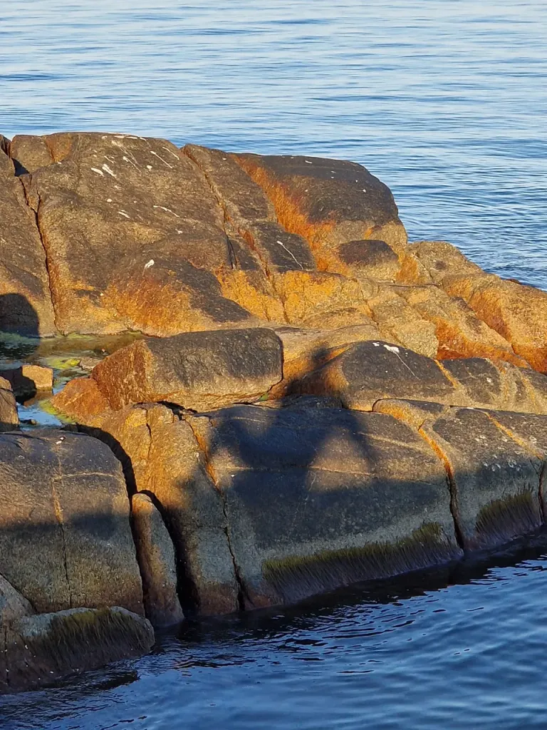 when it gets too hot my shadow often takes a walk out to the rocks down by the sea.  there are a few okay beaches around but he likes it much better out on the rocks where only a few others venture. here he can find a place and just lay back and chill and when the sun gets too hot  he just takes a dip. you might be surprised how warm the water gets this far north.  as long as the waves aren't too big he has no problem finding a spot to climb back up again. but if the waves are crashing even he can have a tough time getting safely out of the water so he just lets the spray splash over him. i don't know about you but that's what i call chillin