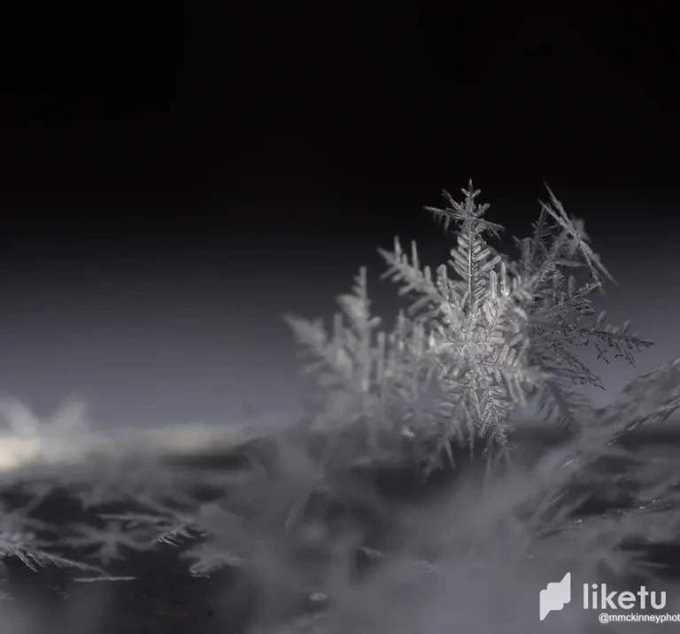 clc4vrg4d00gr8tszclbv263q_SnowFlakes_March_30-4.webp