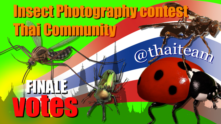 insect%20Photography%20finale%20votes2.png