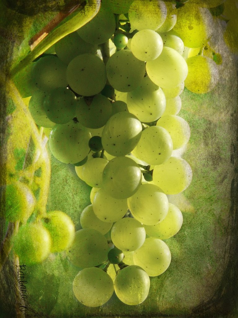 grape%20redim.jpg