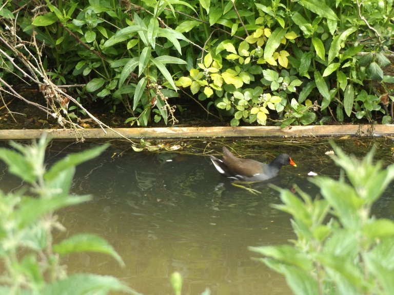 Moorhen