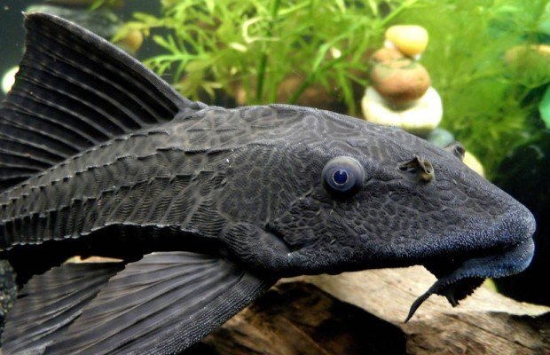 Pleco-Catfish-620x400.jpg