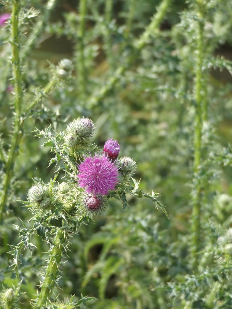 Thistle