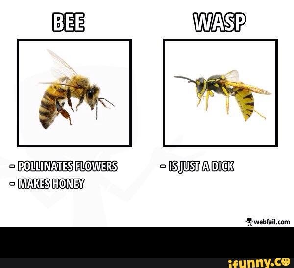 bees_wasps.jpg