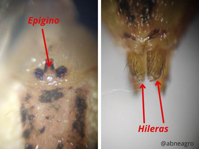 Hemiptera(8).png