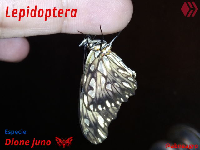 Automeris cf. jucunda (1).png