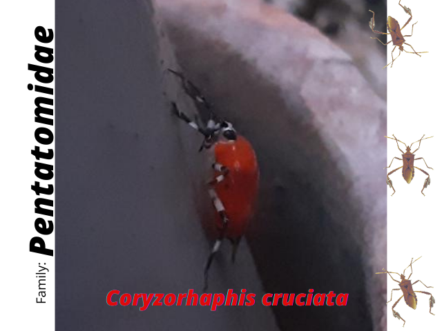 Pentatomidae(1).png