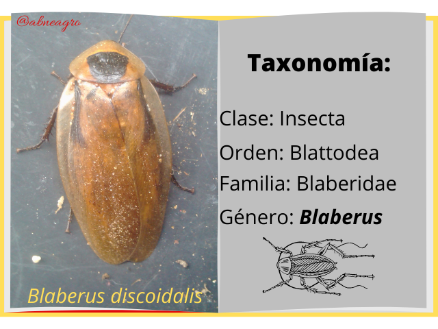 Blattodea libro.png