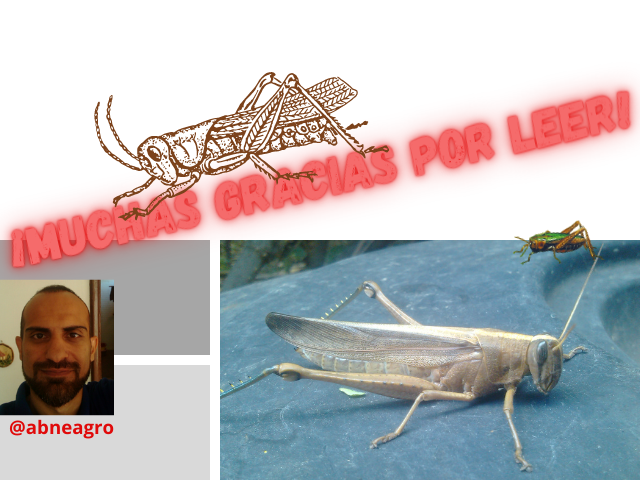Orthoptera final.png