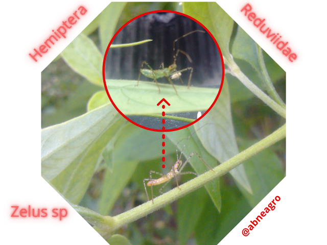 Hemiptera 99.png