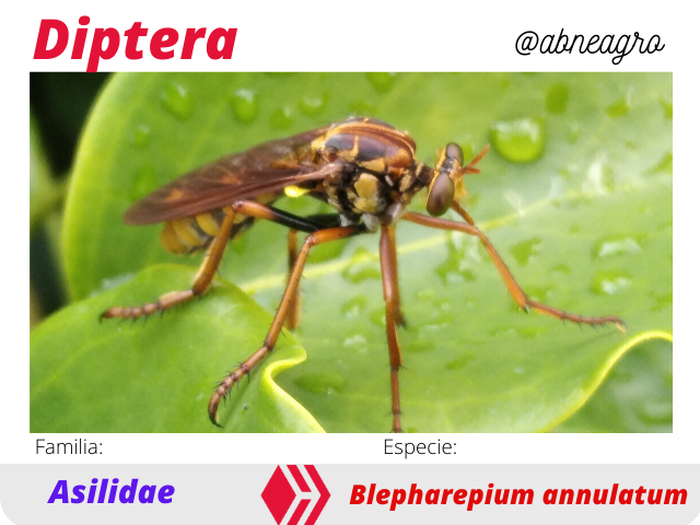 @abneagro(2).png