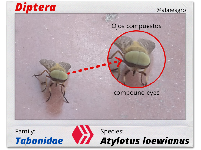 Diptera(3).png