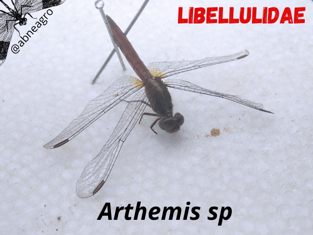 Libellulidae(2).png