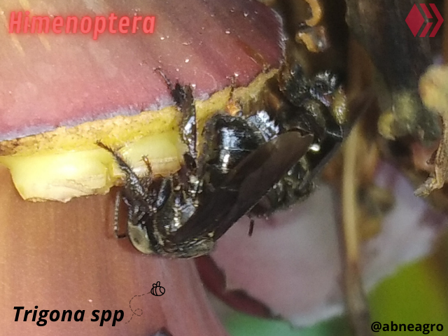 Automeris cf. jucunda (3).png