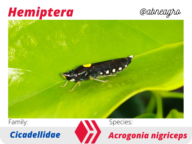 @abneagro(1).png