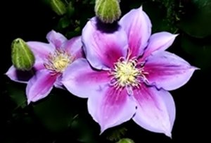 Clematis- Clemátide.jpg