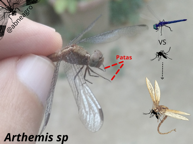 Libellulidae(4).png