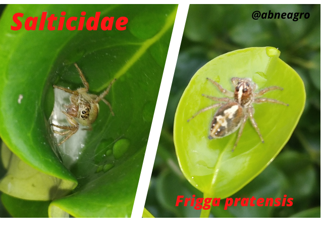 Salticidae(6).png
