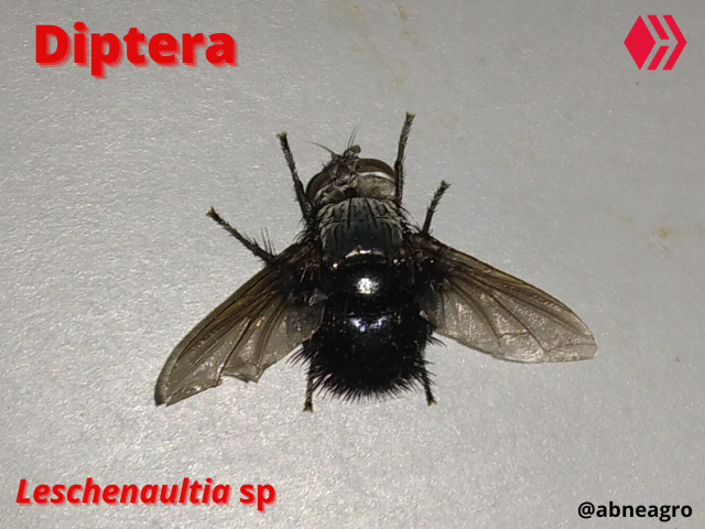 Automeris cf. jucunda (7).png